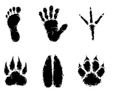 Human Footprint Animal Footprint