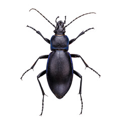 Wall Mural - Violet ground beetle