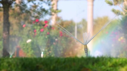 Wall Mural - Sprinkler for automatic lawn watering. Lawn cultivation and care, garden irrigation devices. Rainbow over the garden on a sunny day.