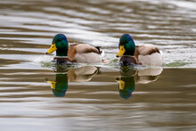 Two Mallard Ducks Drake Swimming On Lake, Closeup. Genus Anas Platyrhynchos.