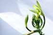 Close up of The Vanilla flower that is still in bud, on white background, vanilla fargrans (Salish) Ames, Vanilla Planifolia