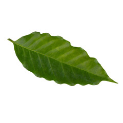 Wall Mural - Arabica coffee leaf isolated on alpha background