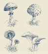 Mushrooms set hand drawings. Various edible mushrooms design