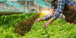 © itchaznong - Asian business owner observed about growing organic in hydroponics farm. Growing organic vegetable and Green energy concept