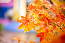 Abstract Background Of Autumn Leaves ,It's A Beautiful Orange Color According To The Seasons Of Nature.