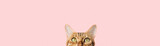Fototapeta Koty - Beautiful funny bengal cat peeks out from behind a pink table