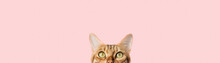 Beautiful Funny Bengal Cat Peeks Out From Behind A Pink Table