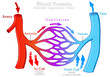 Blood vessels types, arteries, veins capillaries. Arteriole, venule . Artery carry, transport blood from heart. Circulatory system. flow diagram cardiovascular, red blue draw. Illustration vector