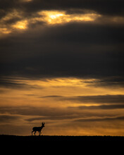 Roe Deer - Sunset
