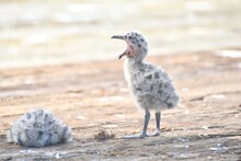Seagull Chick