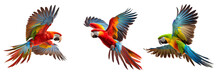 Beautiful Parrots Flying On A Transparent Background For Decorating Projects. AI Generative