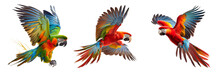 Beautiful Parrots Flying On A Transparent Background For Decorating Projects. AI Generative