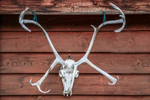 Unusual Elks Skull With Branched Antlers Hangs On Outside Of Rustic Wooden Building