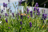 Fototapeta Lawenda - lavender in the field
