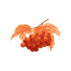 Wall Mural - autumnal red grapes on branch flat vector illustration. cartoon drawing of seasonal autumn tree with