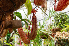 Jugs Of Nepenthes On A Background Of Green Leaves. Predatory Plant. Complex Leaf With Red Staining. Red Jugs Of Nepenthes.