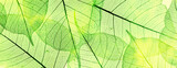 Fototapeta Kwiaty - green leaves in the detail