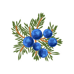 Wall Mural - Juniper branch with blue berries flat vector illustration. Cartoon drawing of seasonal autumn shrub with green fir on white background. Autumn or fall, season, flora concept