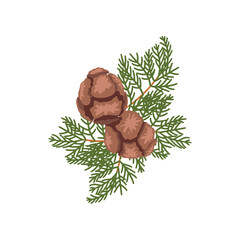 Wall Mural - brown pinecones on branch flat vector illustration. cartoon drawing of seasonal autumn tree with gre