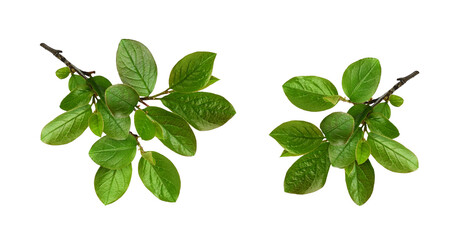 Wall Mural - set of twigs with spring green leaves isolated on whiteor transparent background