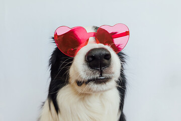 Poster - St. Valentine's Day concept. Funny puppy dog border collie in red heart shaped glasses isolated on white background. Lovely dog in love celebrating valentines day. Love lovesick romance postcard.