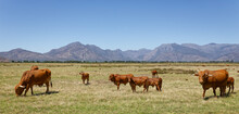 Afrikaner Cows Grazing On Open Veld Near Worcester, Breede River Valley, South Africa.