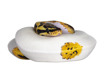 Fototapete - Young Piebald Ball Python aka Python Regius snake. Very high on white with button like yelow with black spots or dots. Isolated cutout on a transparent background.