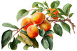 Ripe sweet apricots on a branch with green leaves, watercolor drawing on a white background. Generative AI.