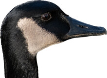 Close Up Of Goose Head With White Background