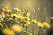 Butterfly On Yellow Flower At A Meadow
