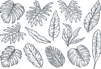 Wall Mural - Tropical plant. Summer hawaii leafs set. Exotic nature palm or floral tropic design