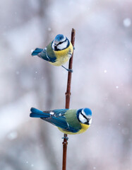 Wall Mural - two beautiful bright azure birds are sitting on a branch in the winter garden