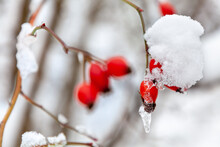 Snow-covered Red Rose Hips And Icicle On A Berry On A Blurred Background.