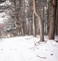 Wall Mural - Pathway in the forest in winter