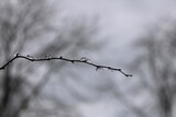 Fototapeta Dmuchawce - Ice on a branch 