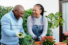 Happy Farmer African Senior Couple Gardening Outdoor In Home Backyard Terrace - Soft Focus On Center Flower Pot