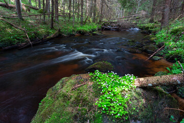 Canvas Print - A small forest stream with sandstone outcrops, ligatne