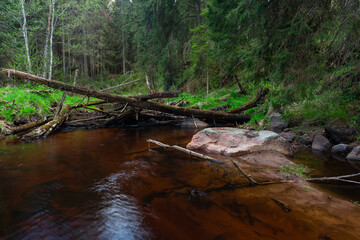 Canvas Print - A small forest stream with sandstone outcrops, ligatne