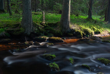 Wall Mural - A small forest river flowing through a spruce forest