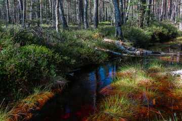 Canvas Print - A small forest stream with sandstone outcrops