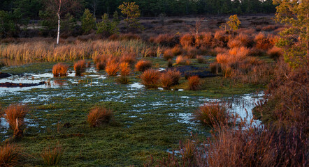 Canvas Print - autumn landscapes of swamp lakes