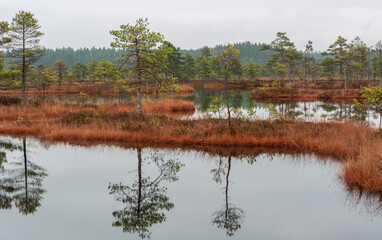 Canvas Print - autumn landscapes of swamp lakes