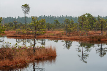 Canvas Print - autumn landscapes of swamp lakes