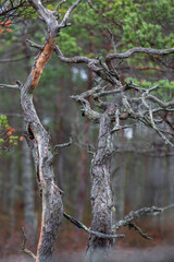 Canvas Print - autumn landscapes of swamp lakes