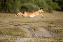 Leaping Impala, Chobe National Park, Botswana
