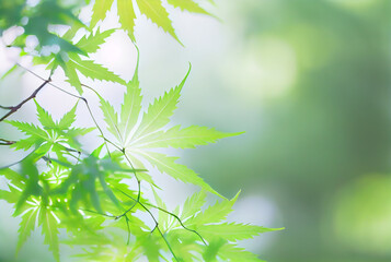 Wall Mural - Japanese maple fresh green leaves. Early summer seasonal. Generative AI.