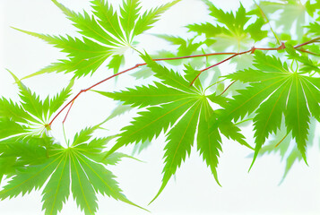 Wall Mural - Japanese maple fresh green leaves. Early summer seasonal on white background. Generative AI.