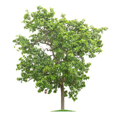 Wall Mural - Green tree isolated on transparent background with clipping path, single tree with clipping path and alpha channel. are Forest and foliage in summer for both printing and web pages. 