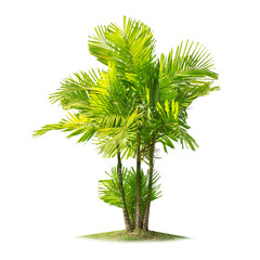 Wall Mural - green palm tree isolated on transparent background with clipping path, single palm tree with clippin
