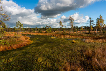 Wall Mural - Summer Landscapes of Swamp Lakes with Clouds